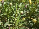 Euryops pectinatus
