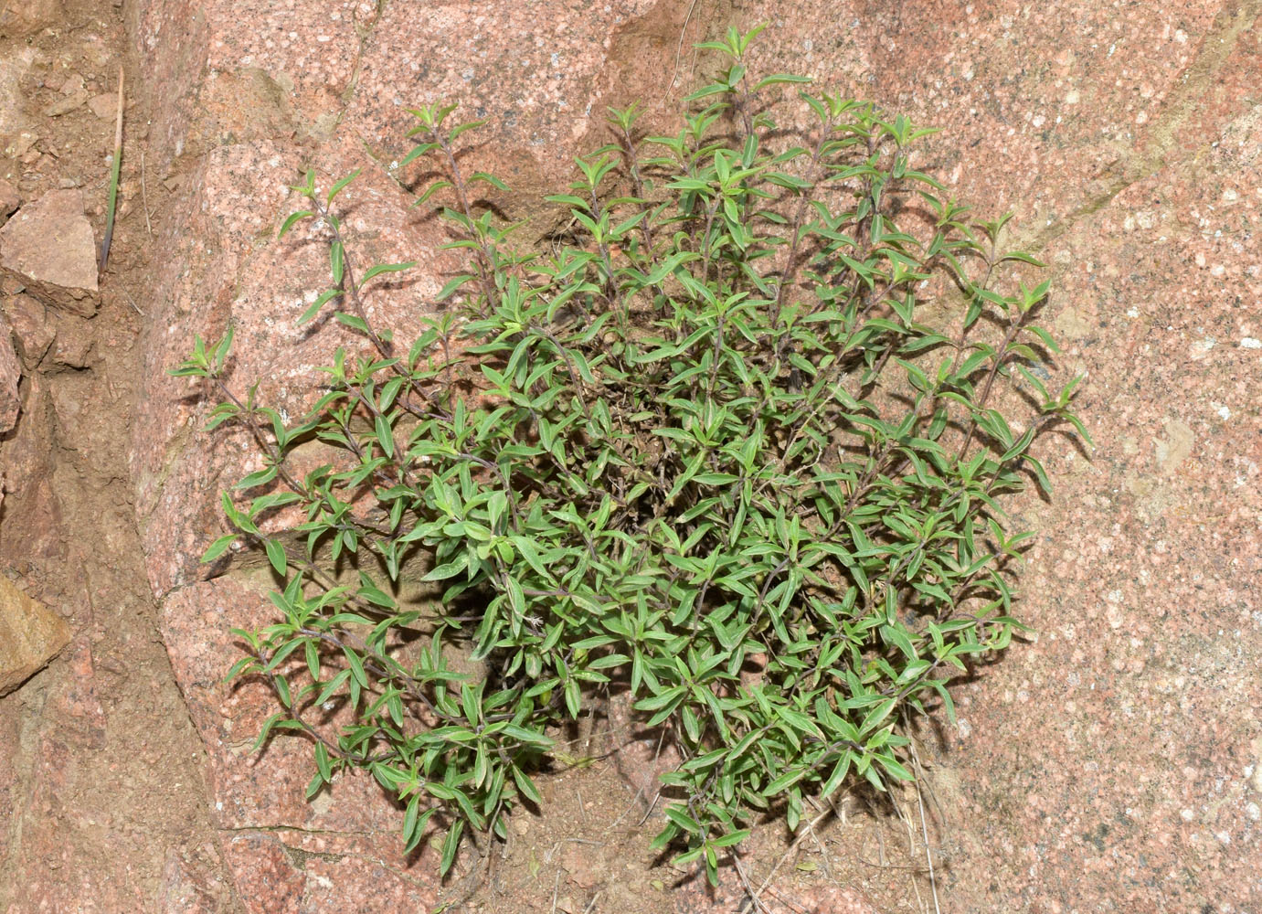 Изображение особи Ziziphora pedicellata.
