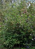 genus Crataegus. Плодоносящее растение. Московская обл., г. Железнодорожный, в культуре. 26.08.2024.