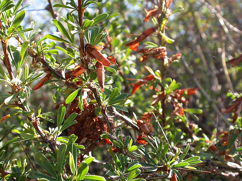 Изображение особи Caragana spinosa.