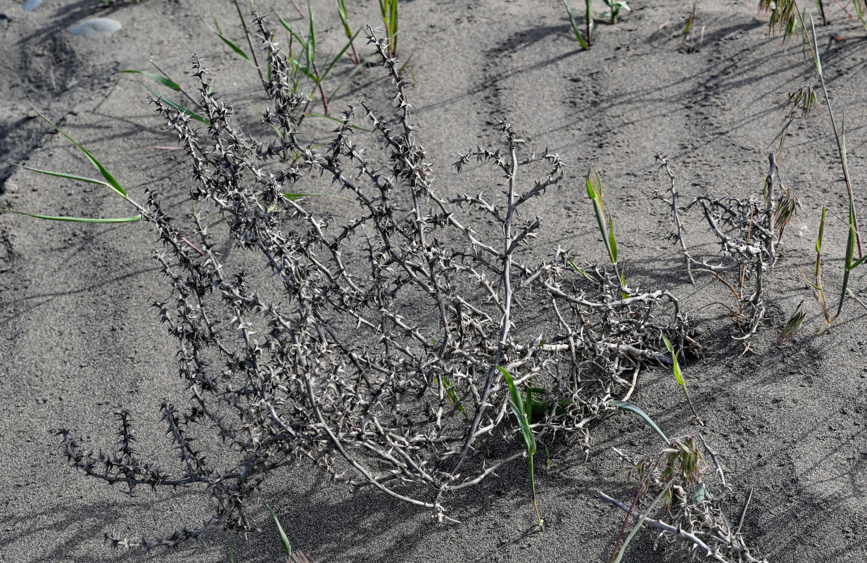 Image of genus Salsola specimen.