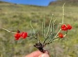 genus Ephedra
