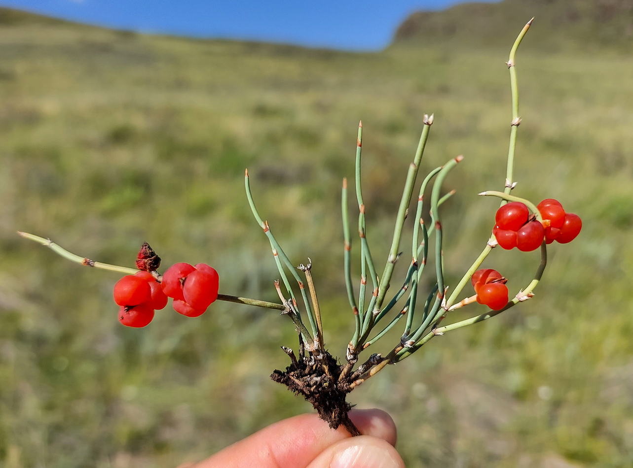 Изображение особи род Ephedra.