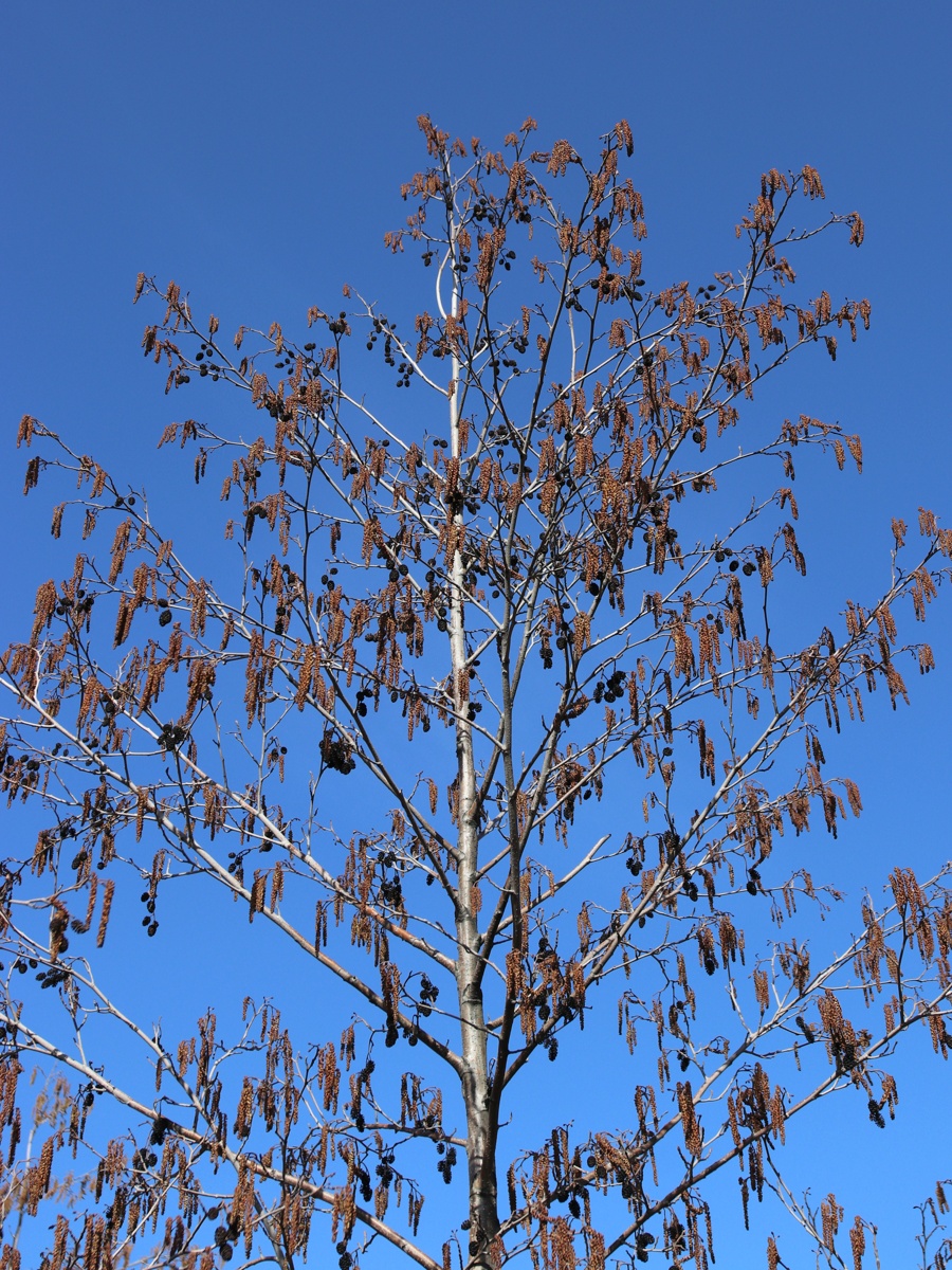 Изображение особи Alnus glutinosa.