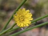 Hypochaeris glabra