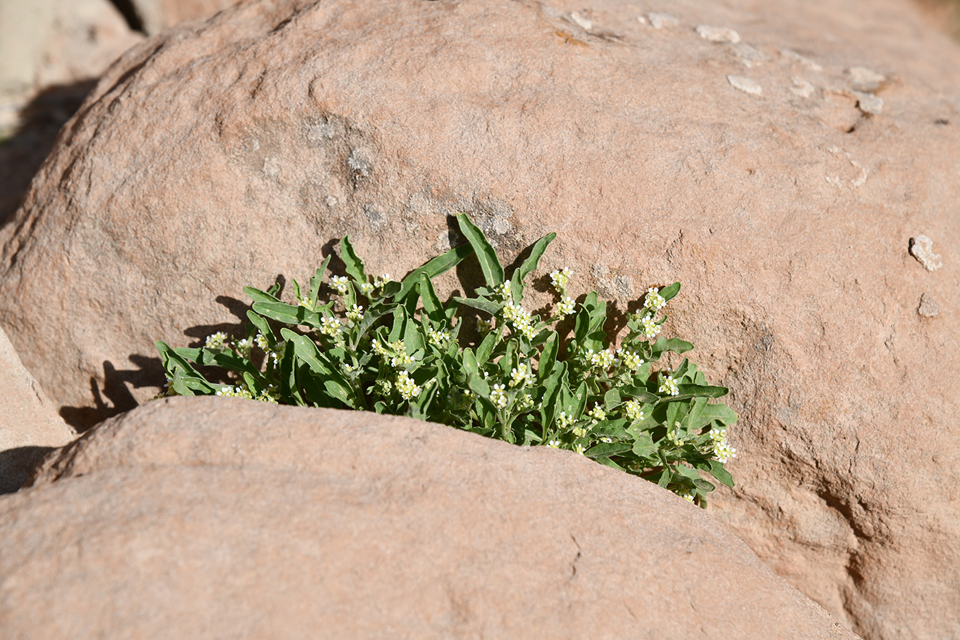 Image of Tetracmidion glochidiatum specimen.