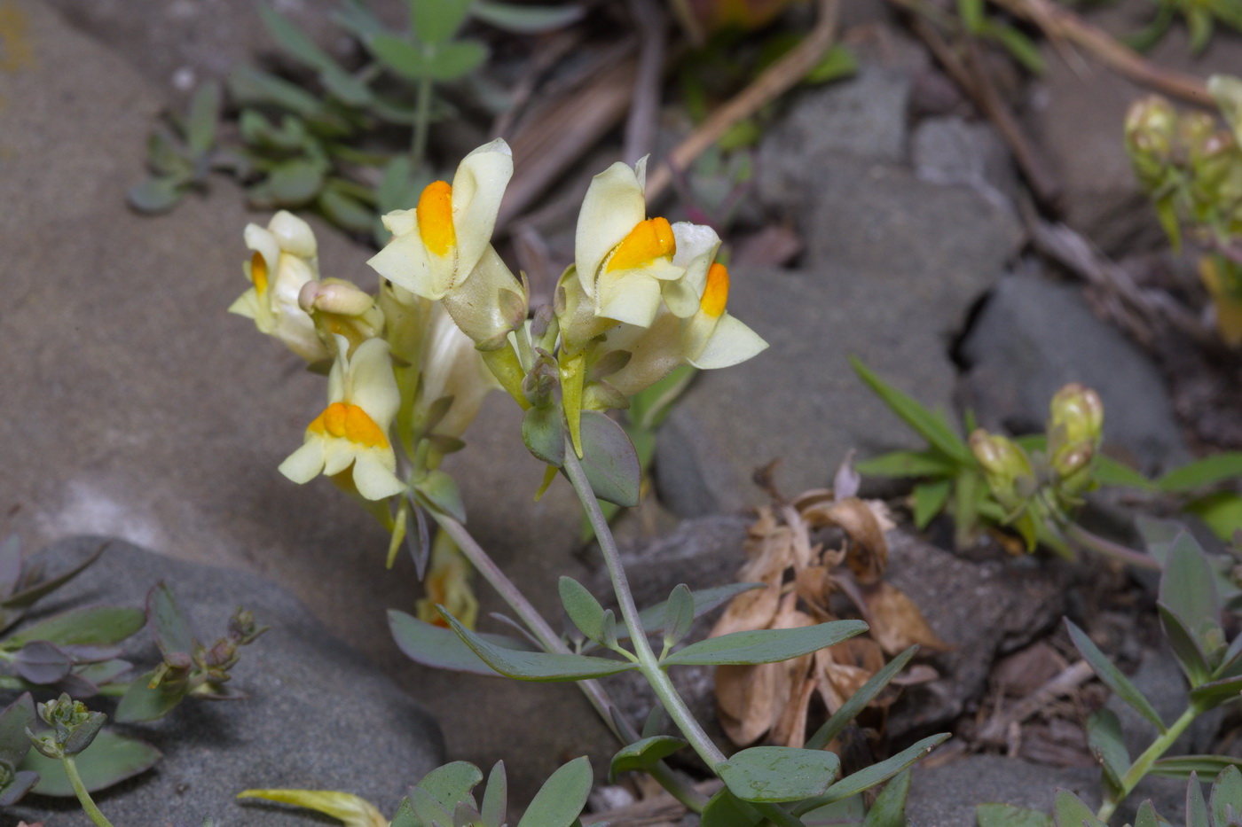 Image of Linaria japonica specimen.
