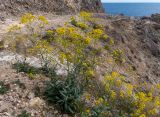 Isatis tinctoria. Цветущие растения. Крым, г. Судак, ур. Алчак-Кая, мыс Алчак, осыпающийся каменистый склон. 10.04.2025.