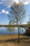 Betula czerepanovii. Взрослые деревья на берегу озера. Мурманск, Октябрьский р-н, берег озера Среднее, смешанный лес с доминированием Betula. 31.05.2025.
