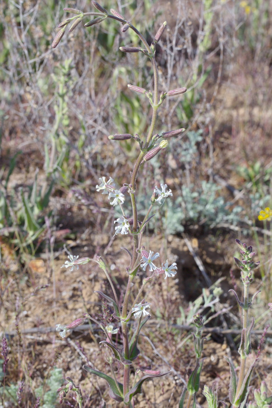 Изображение особи Silene viscosa.