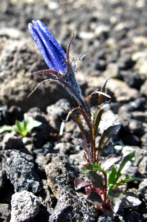 Изображение особи Campanula lasiocarpa.