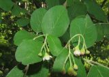 Cotoneaster messerschmidtii