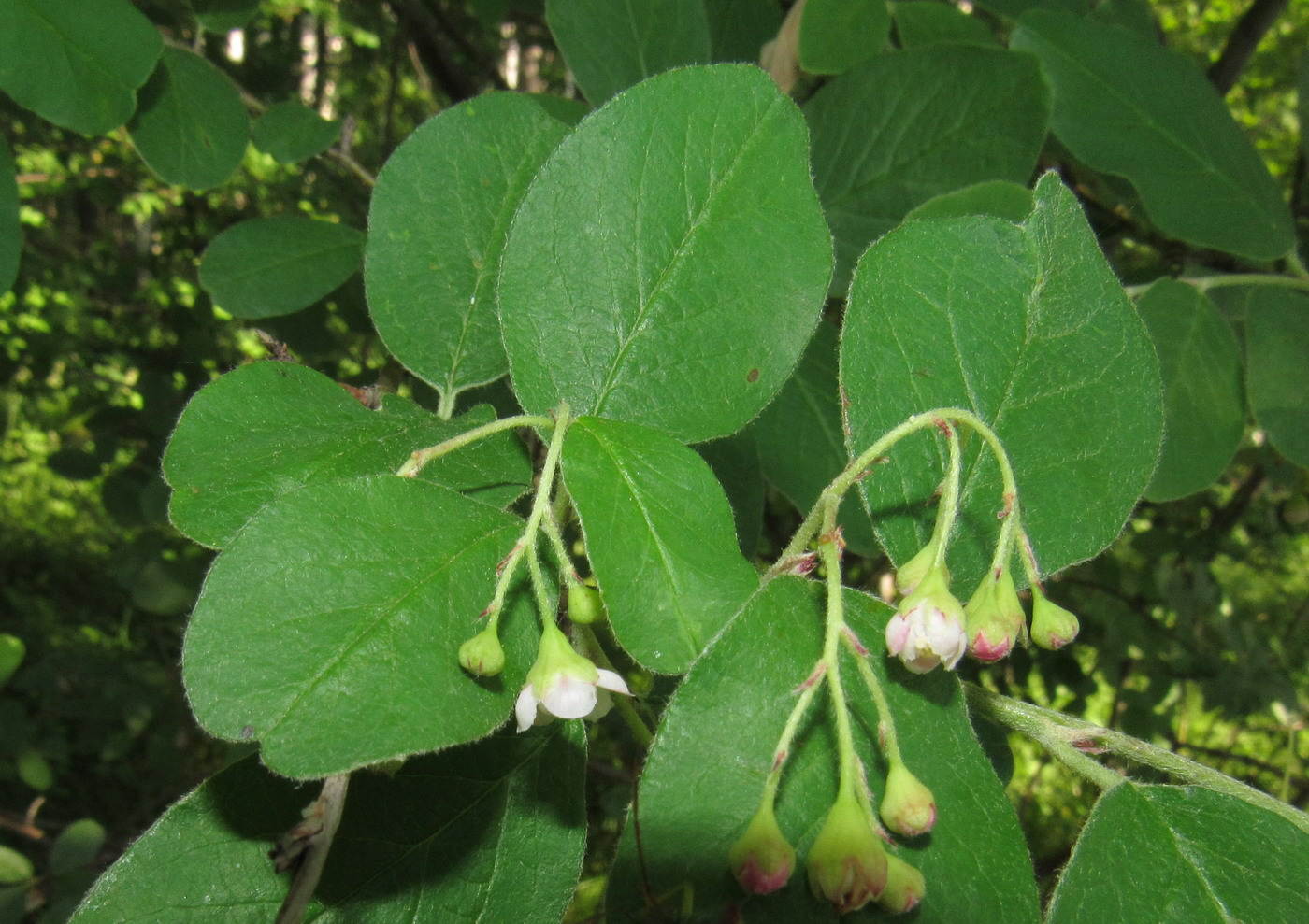 Image of Cotoneaster messerschmidtii specimen.