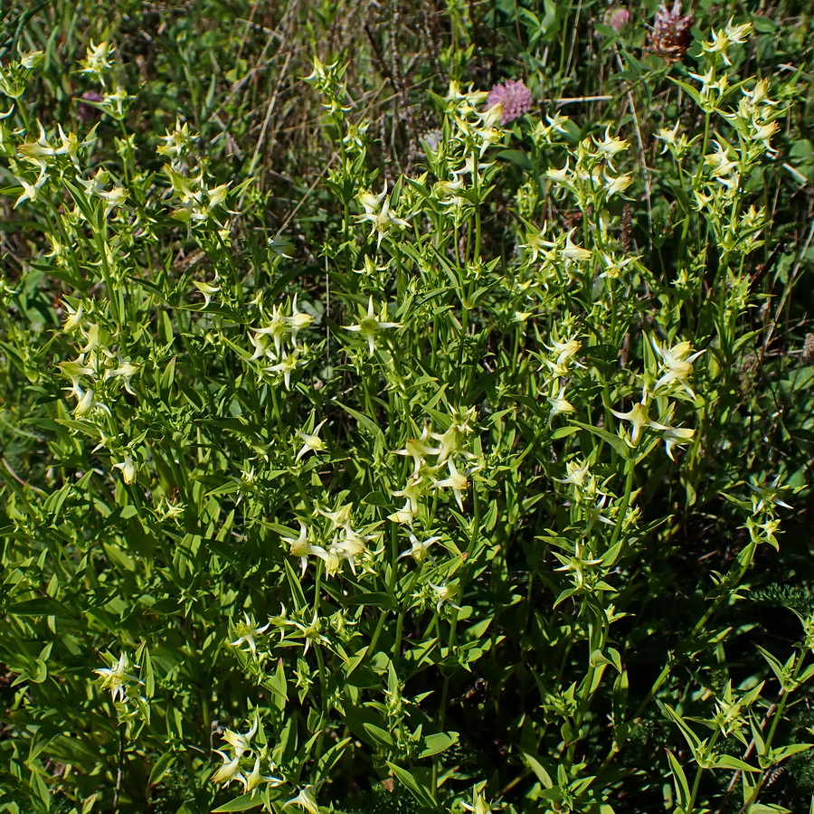 Изображение особи Halenia corniculata.