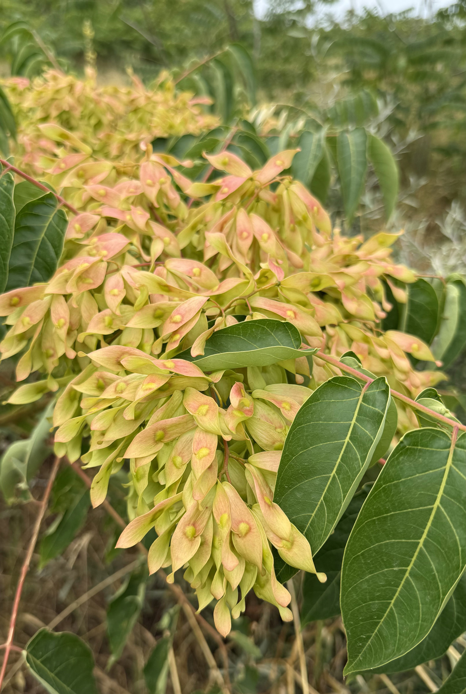 Image of Ailanthus altissima specimen.