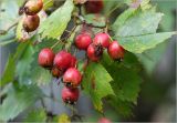 Crataegus submollis. Часть ветви с созревшими плодами. Московская обл., Раменский р-н, окр. дер. Хрипань, садовый участок. 16.09.2025.