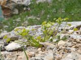 Chamaesciadium acaule. Цветущее растение. Карачаево-Черкесия, Зеленчукский р-н, гора Джангур, ≈ 1500 м н.у.м., кромка скального обрыва. 04.06.2025.