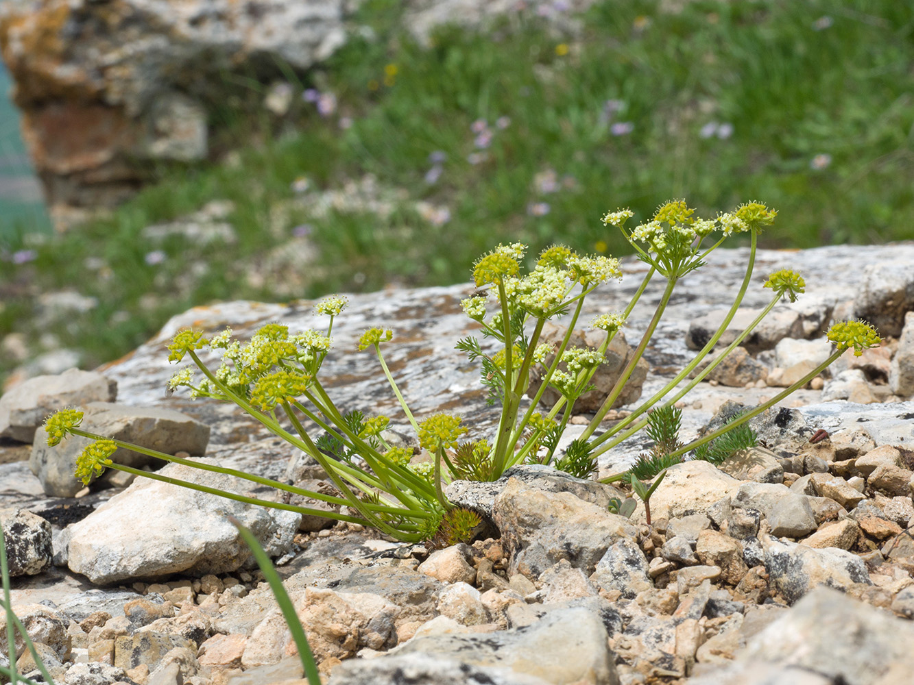 Изображение особи Chamaesciadium acaule.