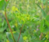 Bupleurum rotundifolium. Соцветие. Крым, гора Чатырдаг, склон яйлы, возле тропы. 3 июля 2010 г.