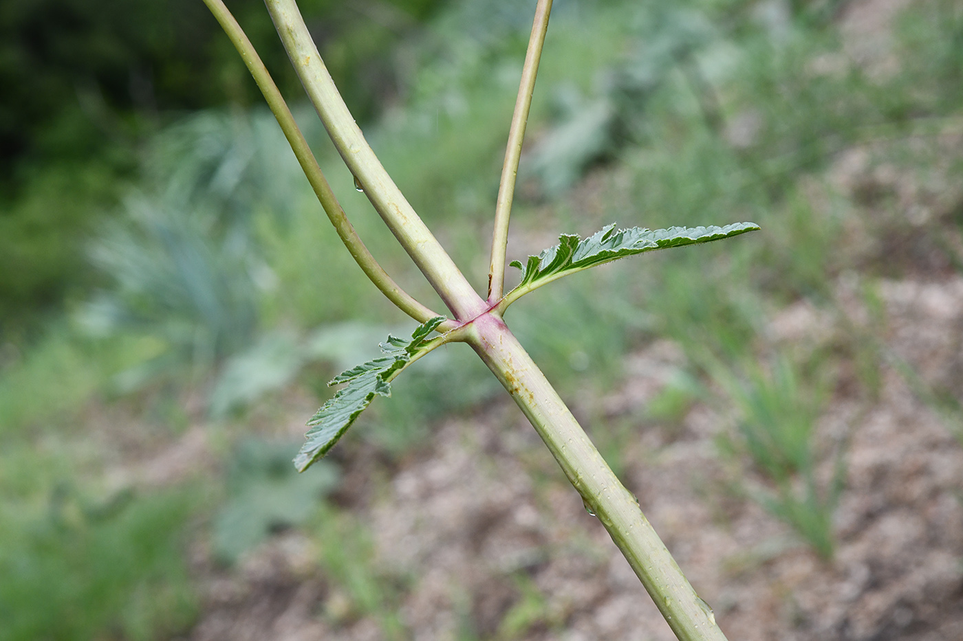 Image of Phlomoides hissarica specimen.