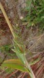 Echinochloa crus-galli. Верхушка цветущего растения. Хабаровский край, г. Комсомольск-на-Амуре, зарастающий карьер. 14.09.2025.