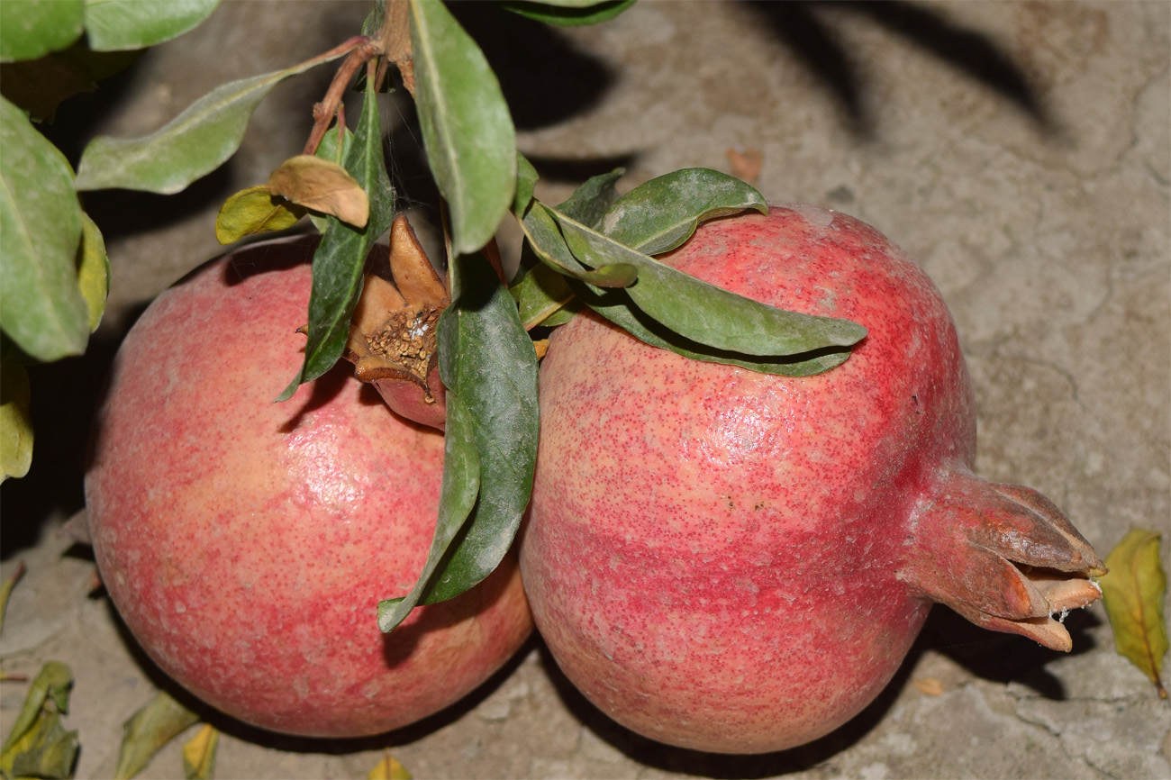 Image of Punica granatum specimen.