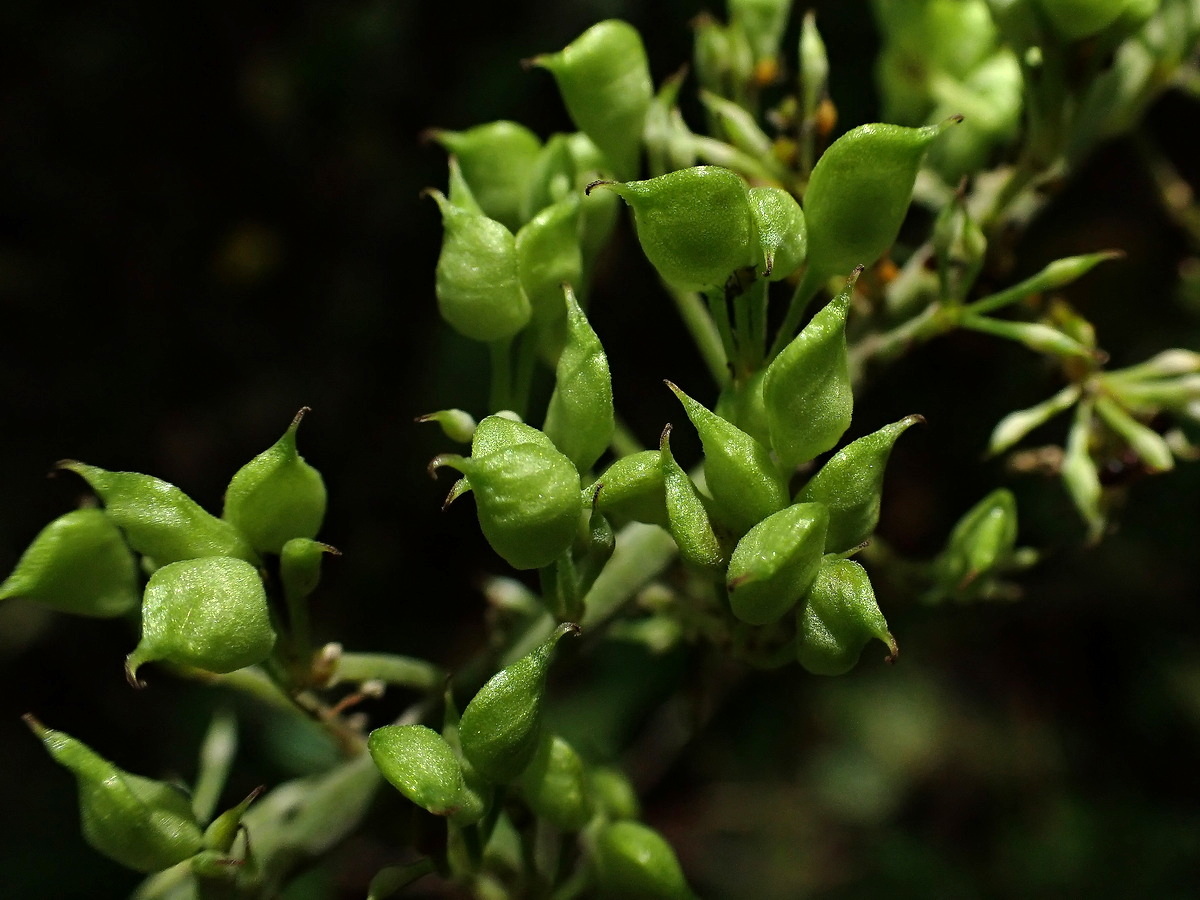 Image of Cimicifuga simplex specimen.