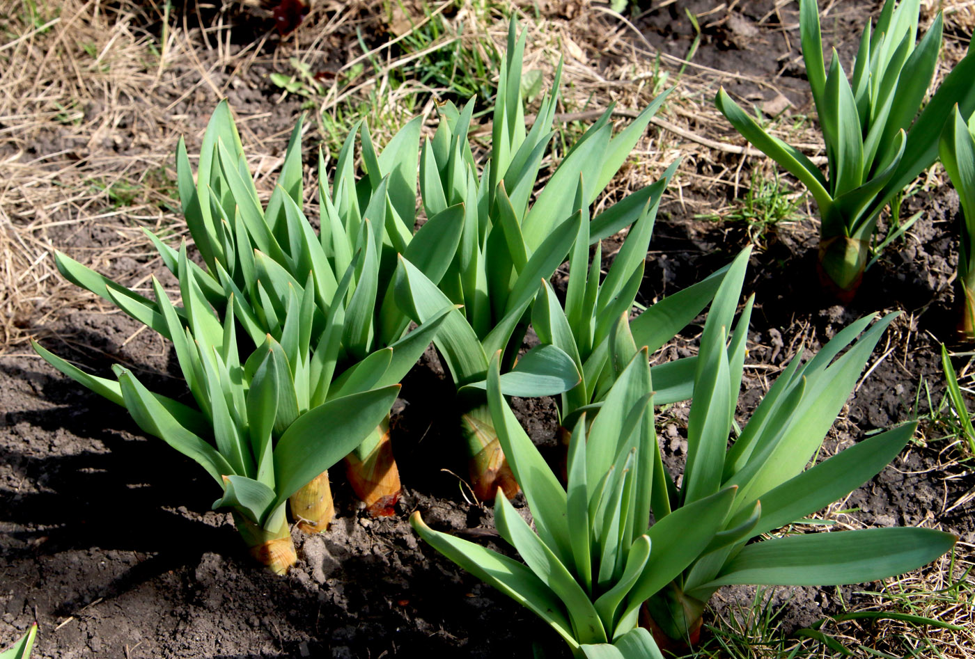 Изображение особи Eremurus spectabilis.