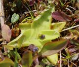 Pinguicula vulgaris. Растение с бутоном и добычей. Края листьев с гиалиновой каймой. Ленинградская обл., Гатчинский р-н, окр. пос. Пудость, берег р. Ижора, низкотравный луг. 21.05.2025.