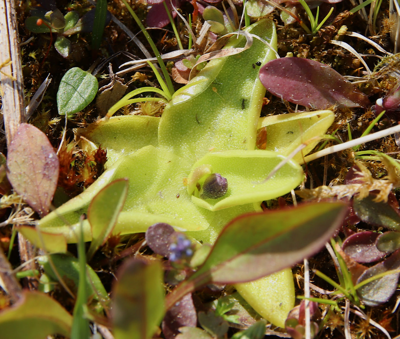 Image of Pinguicula vulgaris specimen.