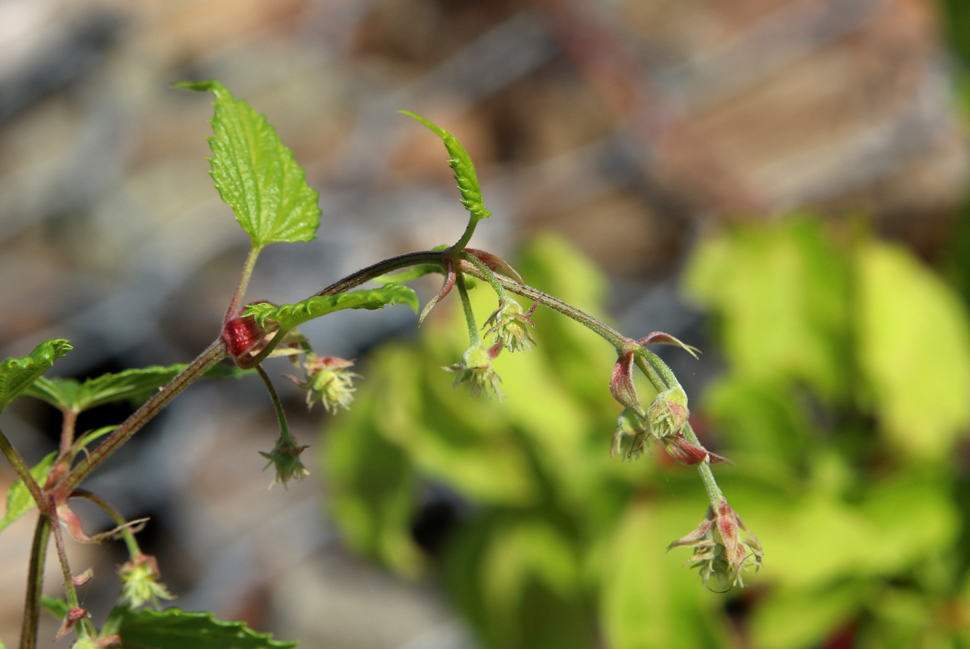Изображение особи Humulus lupulus.