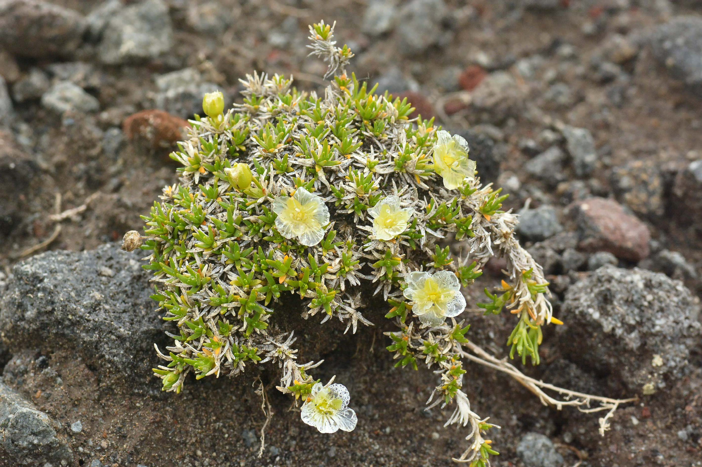 Image of Minuartia arctica specimen.