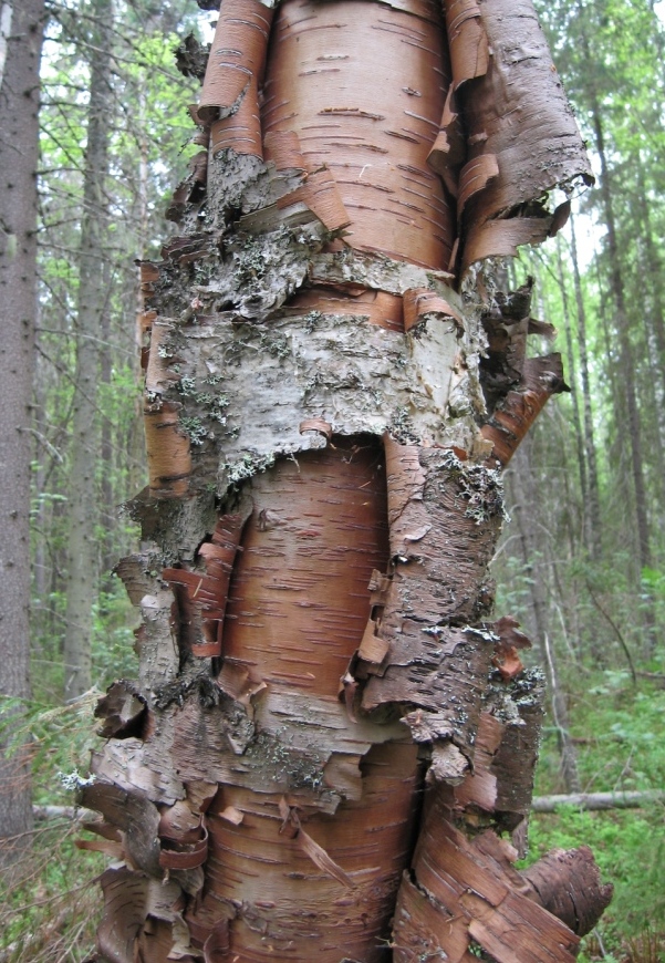 Image of Betula pubescens specimen.