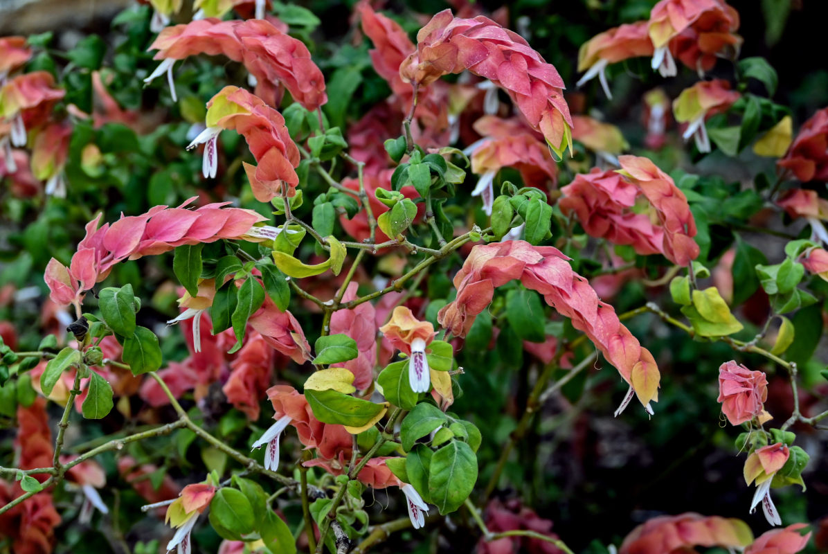 Image of Justicia fulvicoma specimen.