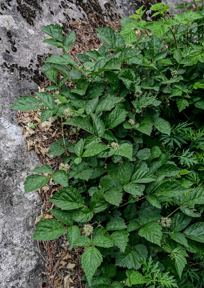 Изображение особи Rubus mesogaeus.
