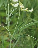 Lathyrus pallescens. Часть побега с соцветиями с цветками и завязями. Ульяновская обл., Мелекесский р-н, окр пос. Вишенка, Медвежий овраг, луг на дне балки. 06.06.2024.