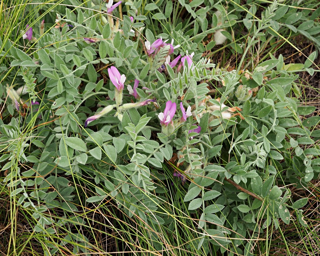 Изображение особи Astragalus sareptanus.