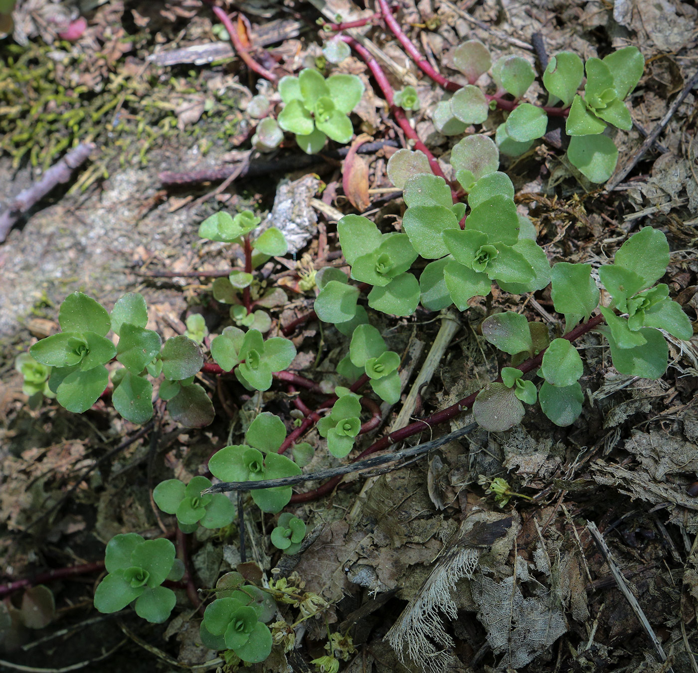 Image of Sedum stoloniferum specimen.