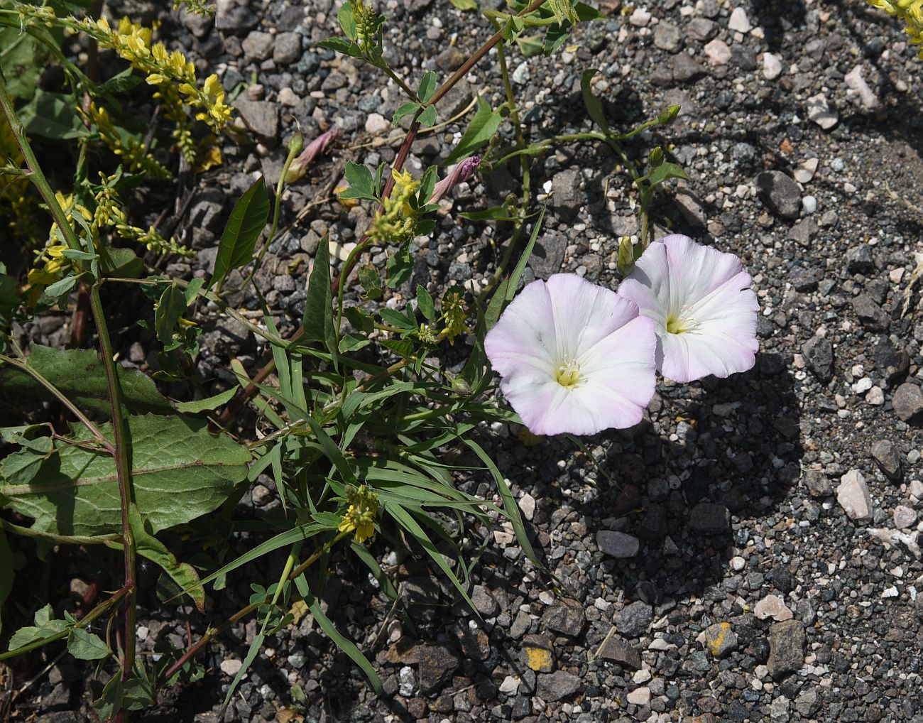 Image of Convolvulus arvensis specimen.