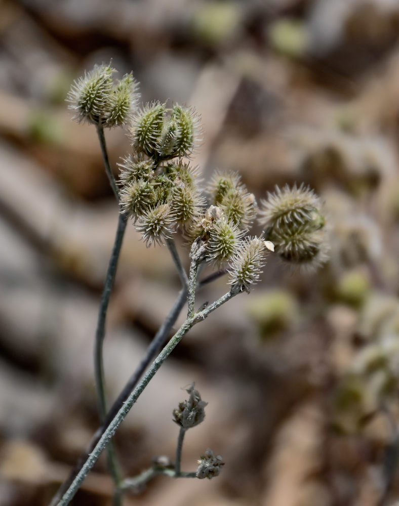 Изображение особи Torilis arvensis.