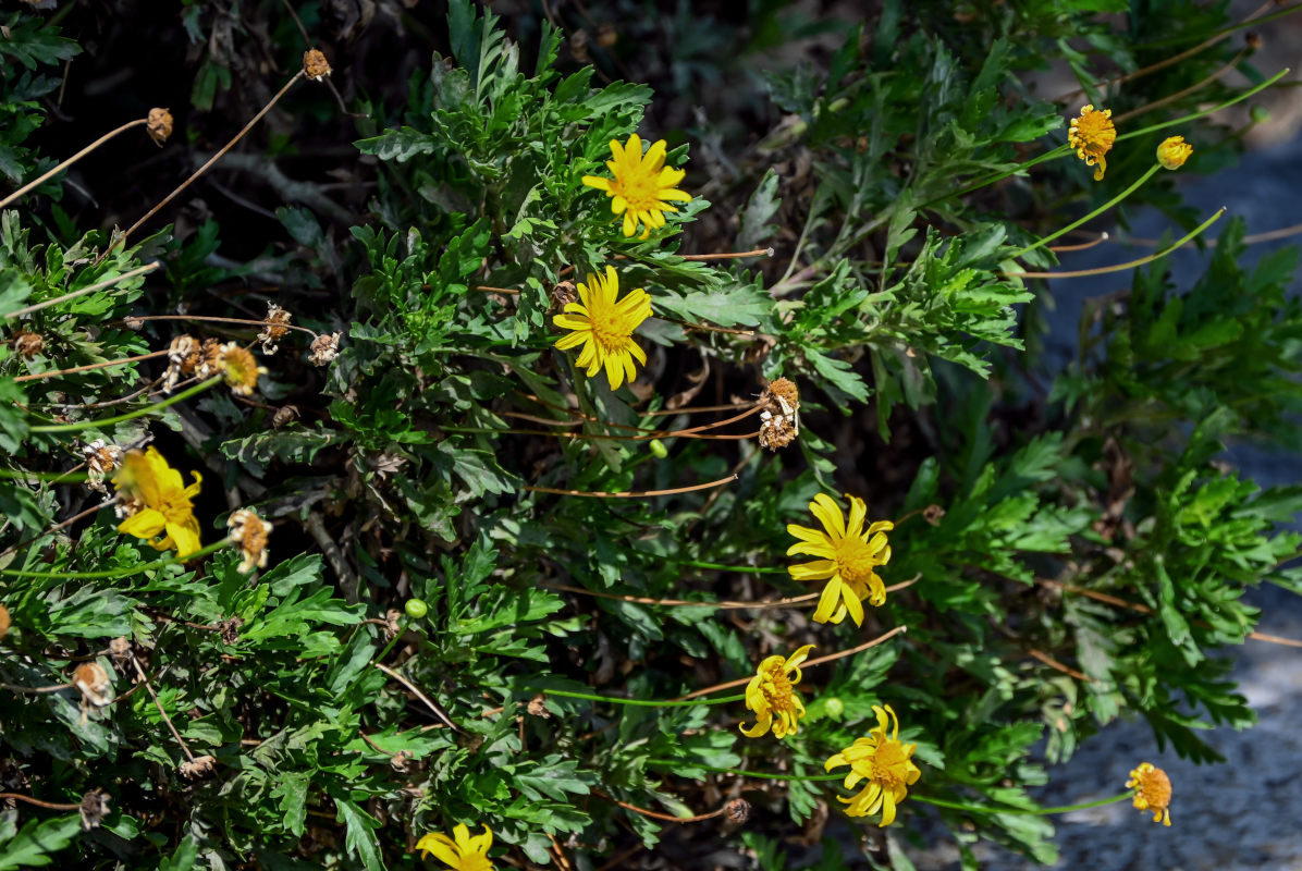 Изображение особи Euryops pectinatus.