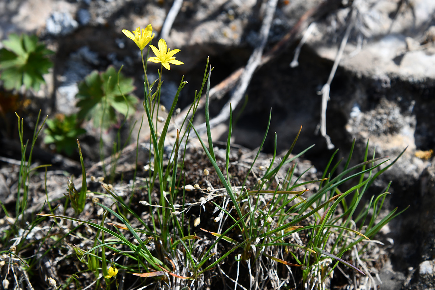 Image of genus Gagea specimen.
