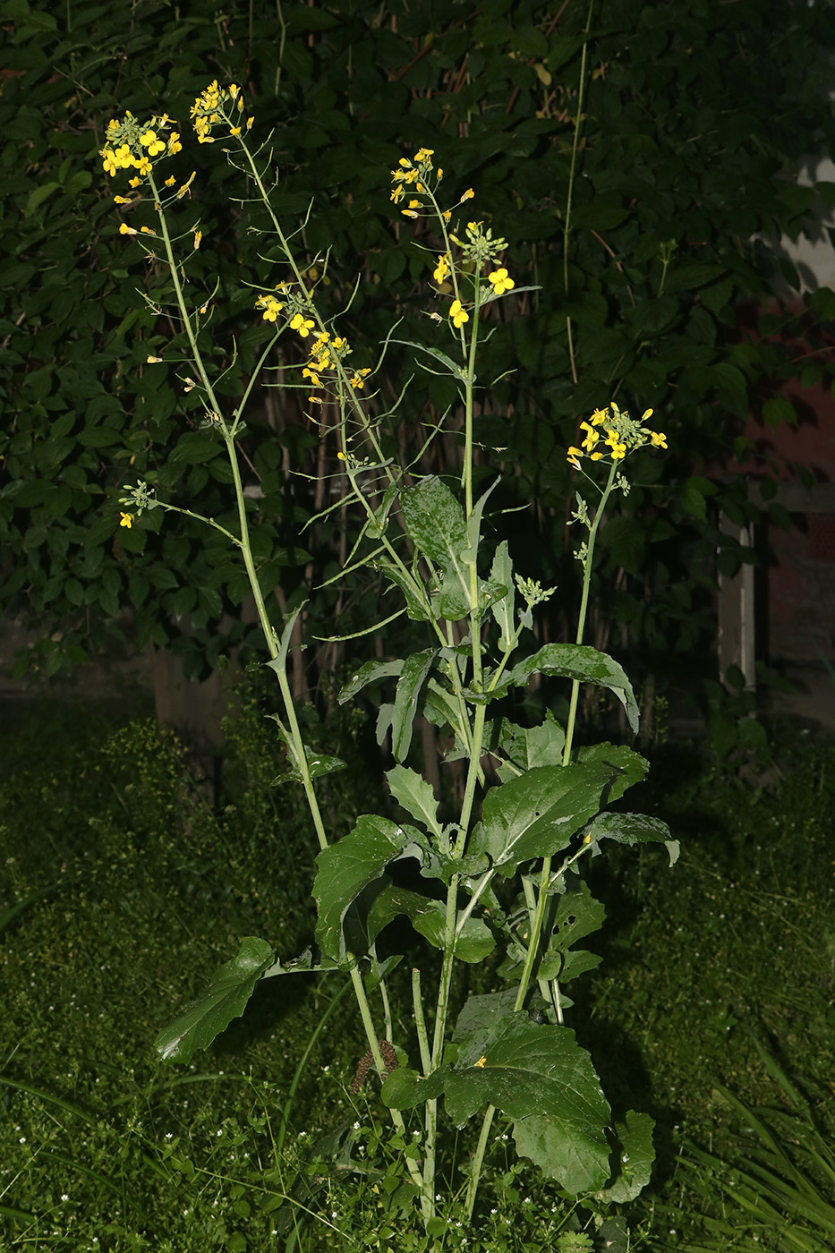 Image of Brassica napus specimen.