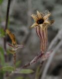 Silene cretacea