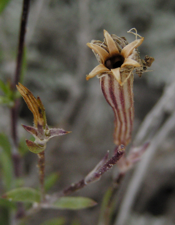 Image of Silene cretacea specimen.