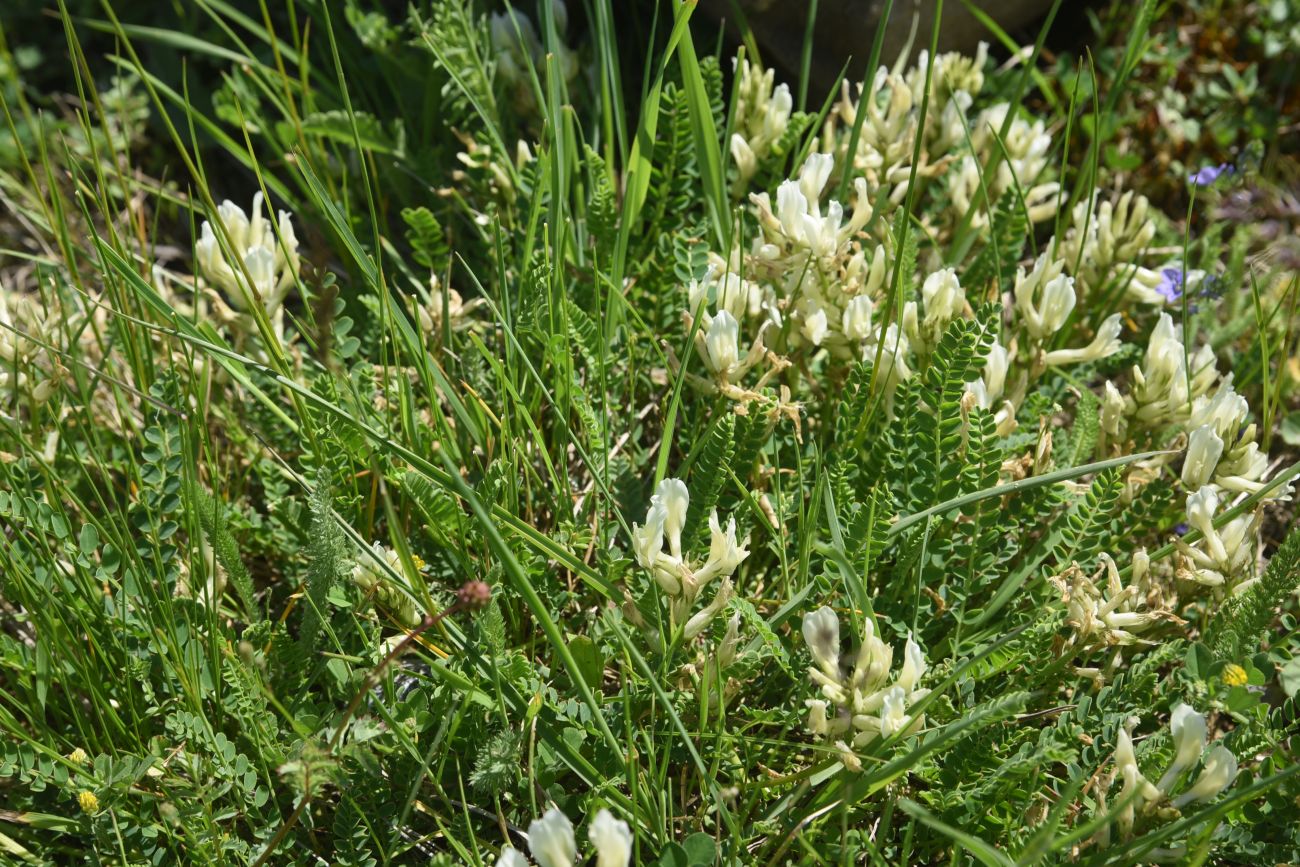 Изображение особи Неопознанный вид.