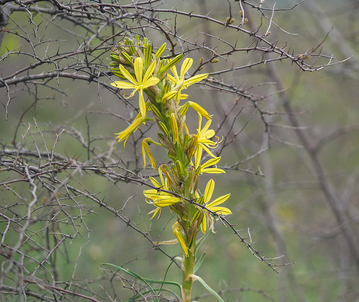 Изображение особи Asphodeline lutea.