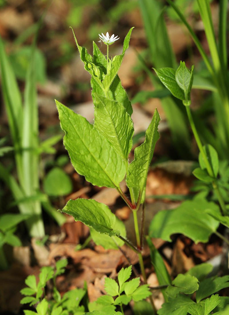 Изображение особи Stellaria bungeana.