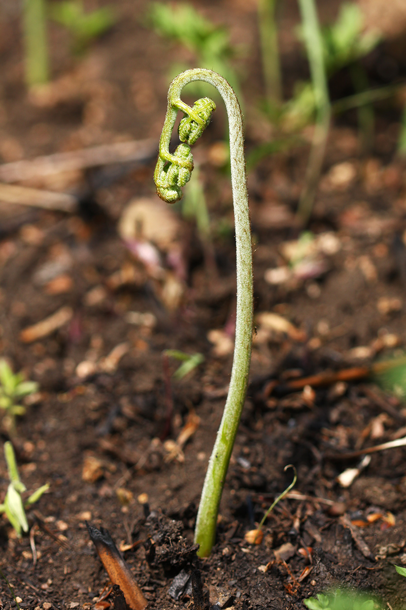 Image of Pteridium japonicum specimen.