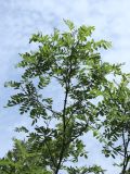 род Robinia